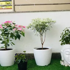 A closer look at some of the plants from the Sanjay Nagar balcony project. The combination of a pink flowering Poinsettia, a delicate white Snowflake plant, and a leafy green plant in a Buddha head planter creates wonderful visual interest.