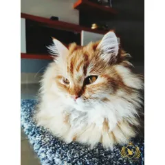 A fluffy ginger cat enjoying a quiet moment on a textured blue rug. Providing different textures for cats to rest on is part of our enrichment strategy.