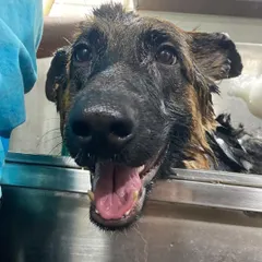 A close-up of Ziva the German Shepherd enjoying her sudsy massage. A good bath not only cleans but also helps us check the skin for any issues.