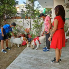 We love celebrating birthdays. Here's the pack gathering around to wish Pablo the Labrador a very happy birthday.