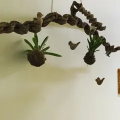 Kokedama, or Japanese moss balls, are a unique way to display plants. Here, I've hung two kokedama from a piece of twisted driftwood, creating a beautiful, natural sculpture that hangs on the wall.