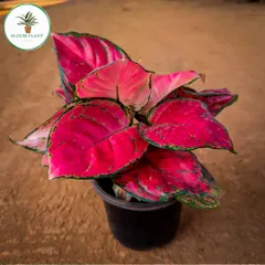 This vibrant pink Aglaonema is one of my absolute favorites. It's a stunning indoor plant that adds a pop of color and purifies the air, making it perfect for both homes and offices.