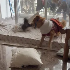 Luffy having a blast during a playful pillow fight. Indoor playtime is just as important as outdoor walks, especially on rainy days.