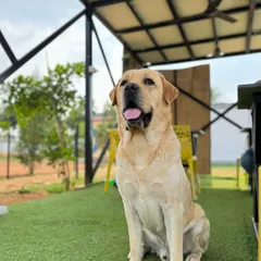 A majestic Labrador enjoying the cool breeze in our shaded cafe area. It's a perfect spot to relax after a good run.
