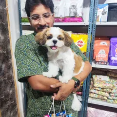 It’s all about this happy face. This adorable Shih Tzu puppy is feeling fresh and looking sharp after his first full grooming session with me.
