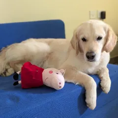 Buddy relaxing on a blue sofa next to a Peppa Pig toy. He is very adaptable and would be happy lounging at home or going on outdoor adventures with his new family.