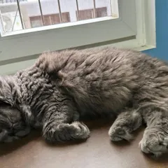 Noor, the fluffy Persian mix, taking a nap by the window. She is a social and loving cat who enjoys being around people.