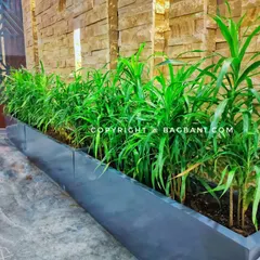 A close-up angle of the trough planters, highlighting the healthy, vibrant green foliage of the indoor plants.