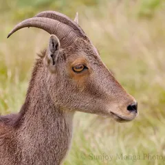 A close portrait of the Nilgiri Tahr, a wild goat found only in the high-altitude grasslands of the southern Western Ghats. Its elegant, back-curving horns and calm demeanor are captivating.