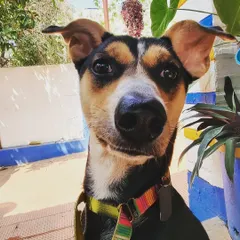 This is Bruno, and his expression is priceless. Indie dogs are so expressive and smart, you can have whole conversations with them just through their looks. He is another one of my precious rescued babies.