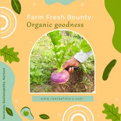 Experience the satisfaction of pulling vegetables right from the soil. This freshly harvested turnip is a perfect example of the organic goodness you can find and pick yourself during your visit to our farm.