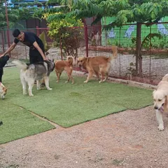 Supervised group play is a daily highlight. You can see dogs of all breeds, including Golden Retrievers and a Husky, safely socializing and making new friends under our team's watchful eye.