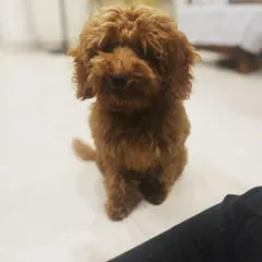 Meet Mogambo the Poodle. He's a small dog with a big personality and fits right in with the other guests and residents at the crèche.