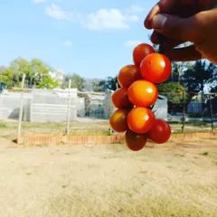 Holding up a cluster of sun-ripened cherry tomatoes. They are like little bursts of sunshine, sweet and perfect for snacking.