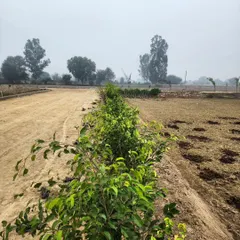 A view of our farm, showing the initial stages of planting a new section. This is the groundwork for a future lush landscape.