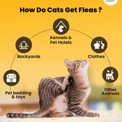 Even indoor cats can get fleas. They can hide in bedding, toys, or even hitch a ride on your clothes, which is why regular checks and preventative care are so important.