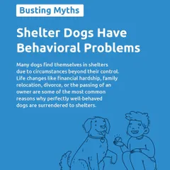 Let's bust the myth that shelter dogs have behavioral problems. Many well-behaved dogs end up in shelters due to circumstances beyond their control. They all deserve a loving home.