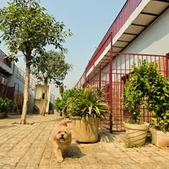 A glimpse of the walkway outside our kennels, which are surrounded by greenery. This small dog is enjoying a stroll.
