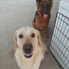 Meet some of the happy kiddos from my open hosting board and train program. This Golden Retriever and German Shepherd are proof that a well-managed social environment helps dogs build confidence and learn positive behaviors from each other.