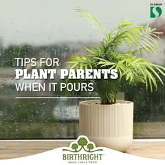When it pours, your plant parenting style needs to adapt. I provide simple tips to help your green babies navigate the monsoon season successfully.