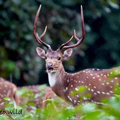 A spotted deer pauses in the gentle monsoon rain, its spots like jewels against the lush green foliage. The atmosphere was so peaceful and magical. Capturing wildlife in different weather conditions reveals a whole new side to their world.