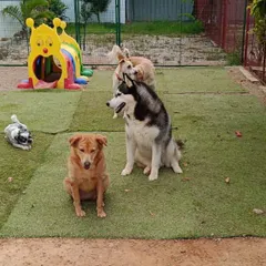 A quick break from playing..... Here are some of our guests just chilling together. It's so important for them to learn how to socialize and be comfortable around other dogs.