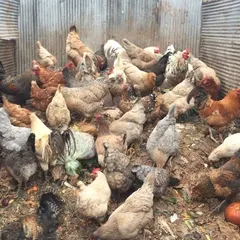 A warm winter day means happy, active chickens. Here they are, packed into one of the compost bays and feasting on food scraps. This is a perfect illustration of closing the loop from table back to farm.