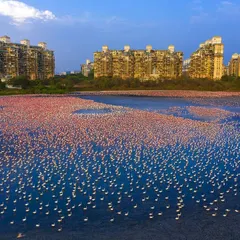 Thousands of flamingos gather in the Talawe wetland, a vibrant splash of pink against the backdrop of Navi Mumbai's high-rises. This drone photograph documents the fragile beauty of an urban ecosystem under threat, serving as a visual plea for its protection.