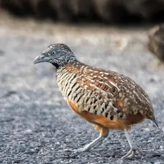 A side profile of the Barred Buttonquail, showcasing the intricate patterns on its feathers.