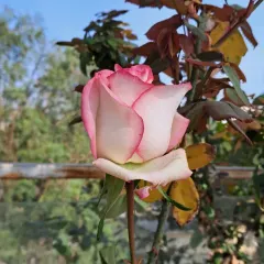 This is an English rosebud with beautiful pink-edged petals. I can help you select and care for different rose varieties, including delicate English roses.
