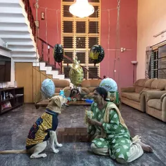 Joy the Labrador celebrating his birthday in our home-like environment. Dressed in his party sweater and surrounded by balloons, he is seen patiently waiting for his treat, showing the gentle temperament we nurture.