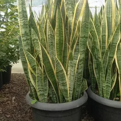 These large Snake Plants, also known as mother-in-law's tongue, are perfect for beginners. They tolerate low light and don't need frequent watering.