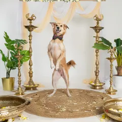 A joyful dog leaping in the air during our Diwali mini-session. The festive, traditional backdrop with brass lamps and flowers created a stunning setting for these celebratory portraits.