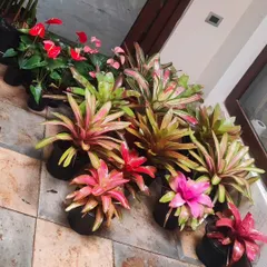 A collection of Bromeliads and Anthuriums ready for a project. Their long-lasting, colorful bracts are perfect for both indoor and outdoor tropical themes.