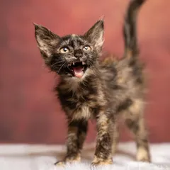 This little kitten at the shelter was full of spice and personality. Capturing this tiny roar was a perfect way to show her feisty character. An adoption photo like this helps families find a cat whose energy matches their own.