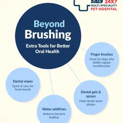 Beyond brushing, there are other tools to improve oral health. This guide covers dental wipes, water additives, and finger brushes for dogs who dislike regular toothbrushes.