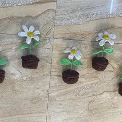 A bulk order of five classic daisy pots with dark brown bases. The simplicity of the white and yellow flowers makes them a timeless choice for any occasion.