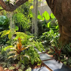 There's nothing like the magic of afternoon light filtering through foliage. We design paths and clearings that invite you to walk through and experience your garden, creating moments of peace and discovery.