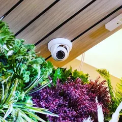 A dome camera installed discreetly amidst some decorative plants. We can make your security system blend in with your decor.
