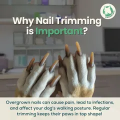 Ever wondered why nail trimming is so important? Overgrown nails can cause pain, infections, and affect your dog's ability to walk properly.