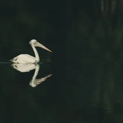 A Spot-billed Pelican glides silently across the dark, still water. The reflection and the low-key lighting create a powerful, minimalist composition that feels both peaceful and majestic.