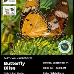 A pair of Danaid Eggfly butterflies, showcasing their beautiful orange and black wings. This poster for our "Butterfly Bliss" walk highlights the social behaviors and beauty of butterflies.