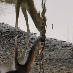 A creative shot of a blackbuck's reflection as it drinks, appearing as if it's giving itself a "virtual kiss." It's a playful and artistic take on a common sight, turning a simple moment into something more poetic.