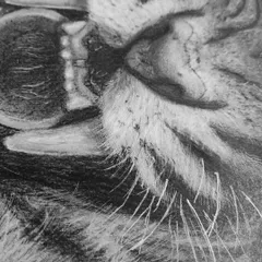 A close-up detail of the tiger's mouth and whiskers, showing the fine lines created with a mono zero eraser.