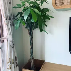 We love when clients send us pictures. This lovely solo Pachira looks perfect in its custom wooden planter, adding life to the living room corner.