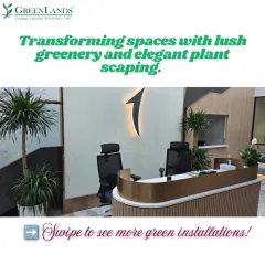 The reception area of an international bank, transformed with elegant plant scaping. We used tall, slender Dracaena plants to add height and create a professional, welcoming atmosphere for clients and employees.