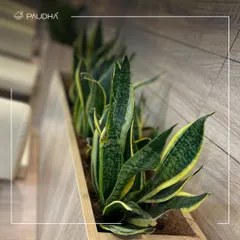 A close-up of a planter in a wellness center, filled with hardy Snake Plants. These plants are not only beautiful and low-maintenance, but they are also excellent air purifiers, contributing to a healthier indoor environment.
