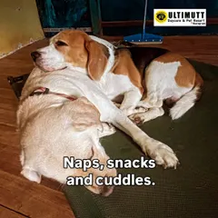 Naps, snacks, and cuddles are the three pillars of a perfect day. Here, two buddies snuggle up for a well-deserved nap.