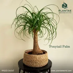 The Ponytail Palm is a fun, quirky, and low-maintenance plant that is completely safe for cats and dogs. Its swollen trunk stores water, making it very forgiving for busy plant parents.