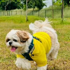 This stylishly dressed Shih Tzu is ready for a weekend picnic at the camp.